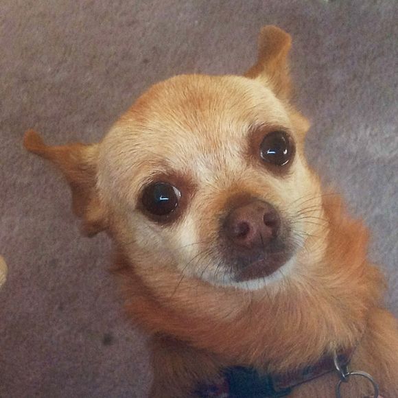 Meet your Posher, Carola - Picture 1 of 1